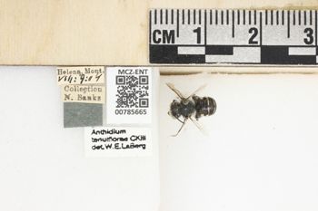 Media type: image;   Entomology 785665 Aspect: Labels